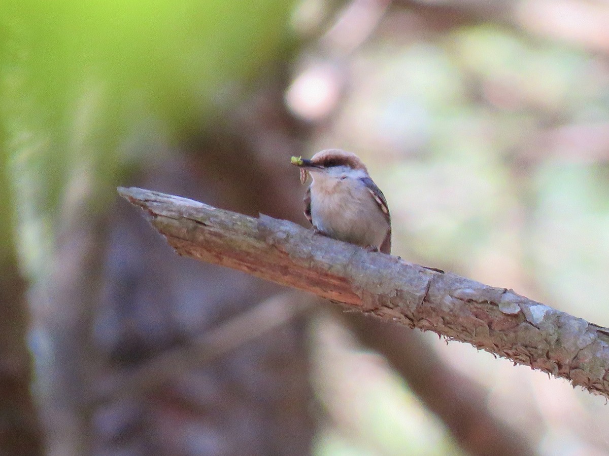 Brown-headed Nuthatch - ML224949691