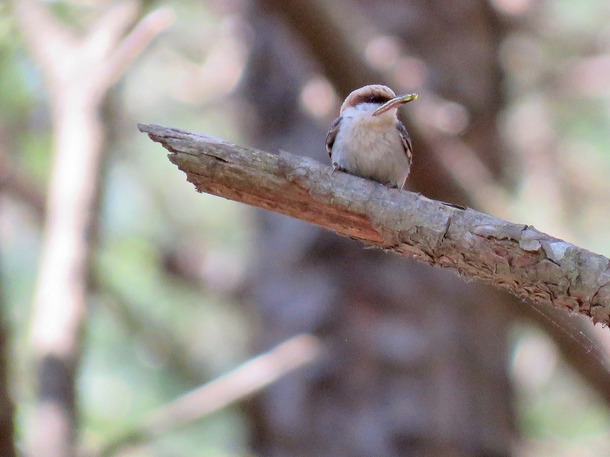 Brown-headed Nuthatch - ML224949711