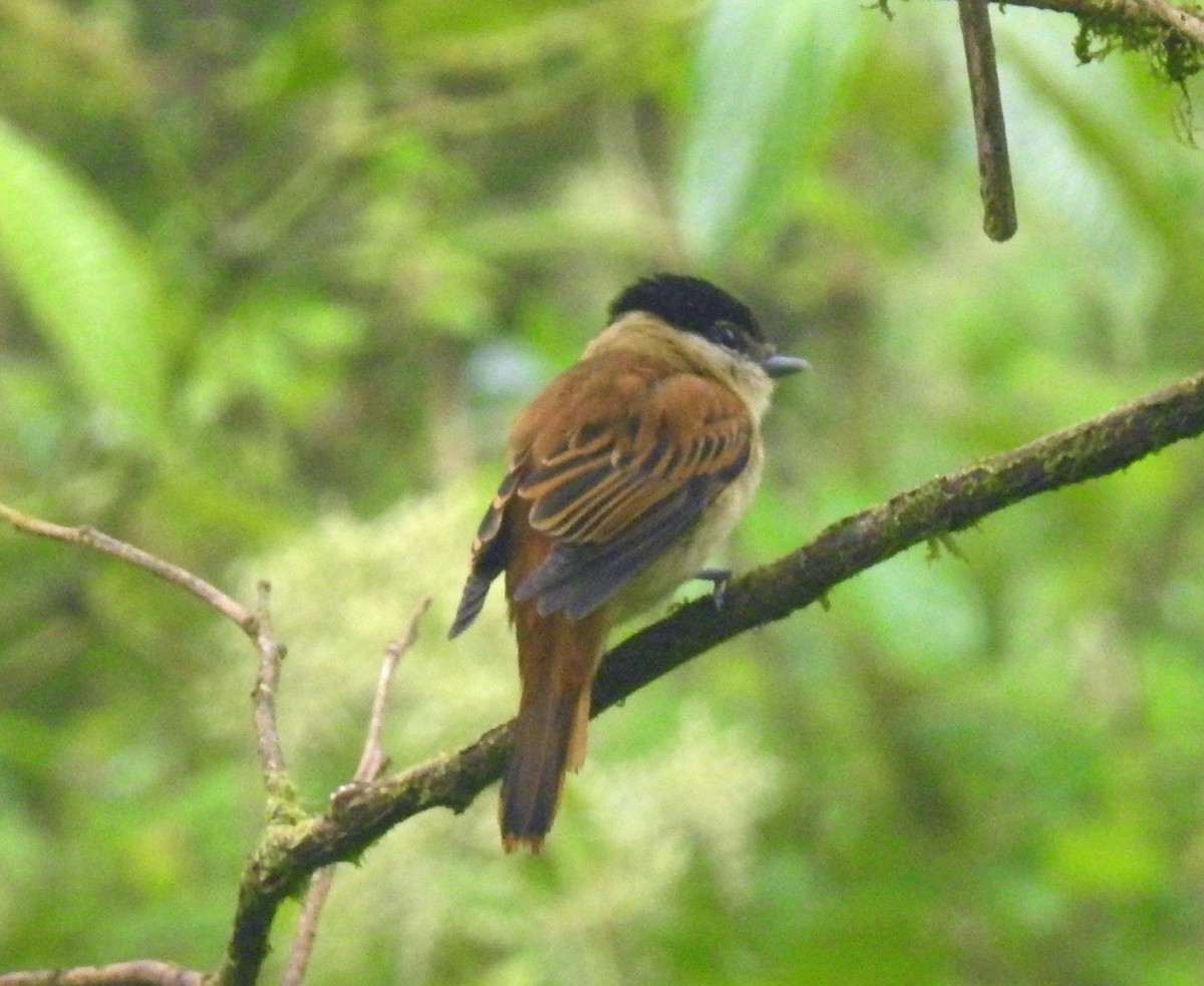 Gray-collared Becard - Danilo Moreno