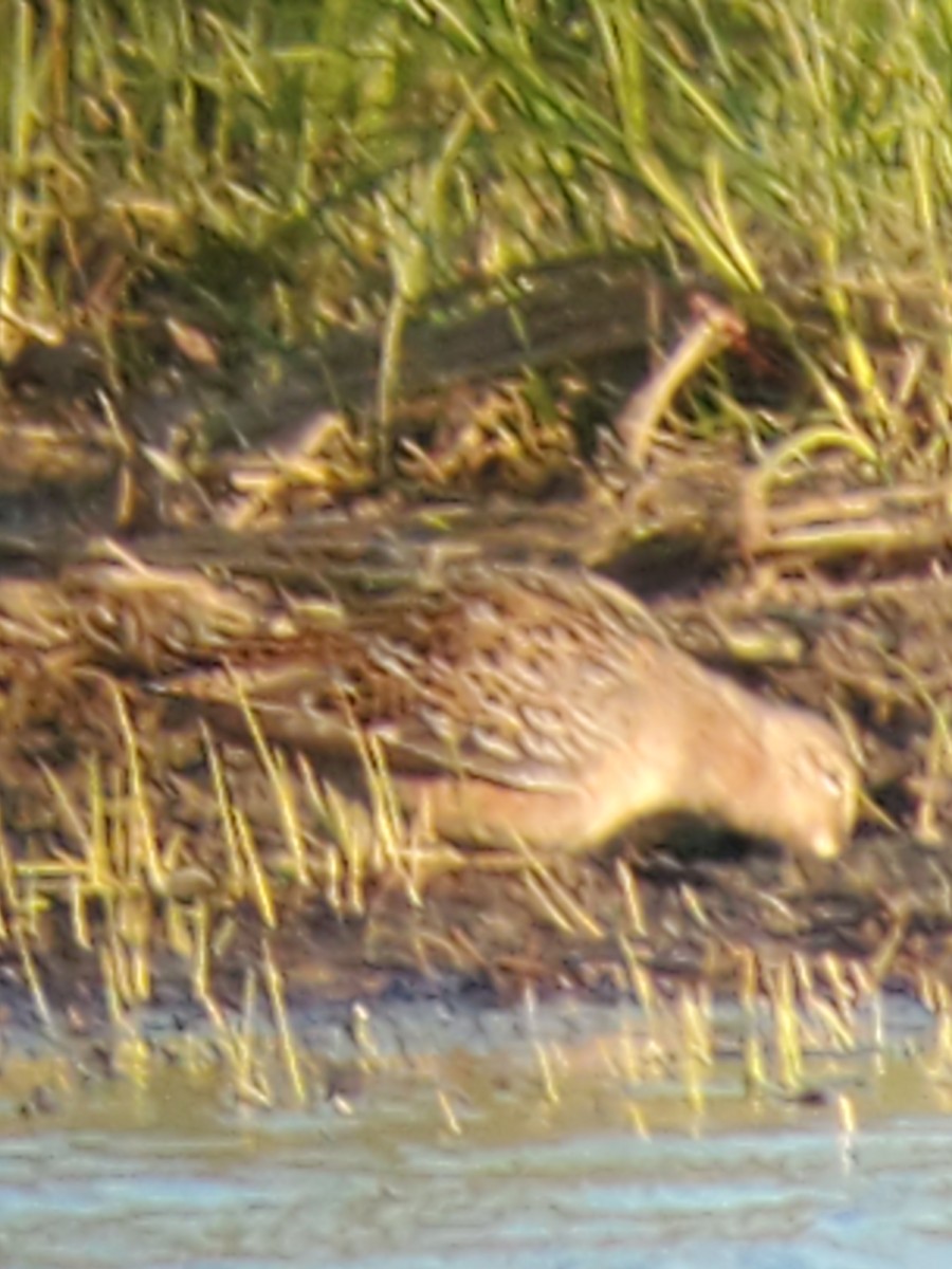 Long-billed Dowitcher - ML224950801