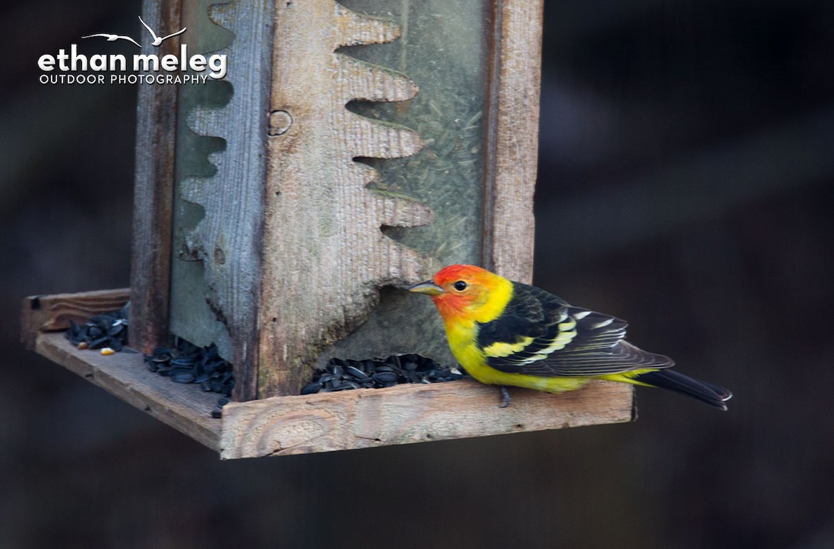 Western Tanager - ML224951931