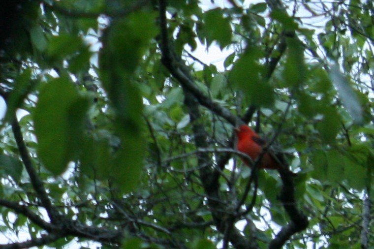 Scarlet Tanager - ML224959681