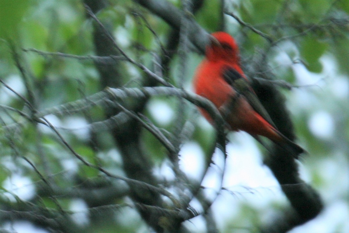 Scarlet Tanager - ML224959711