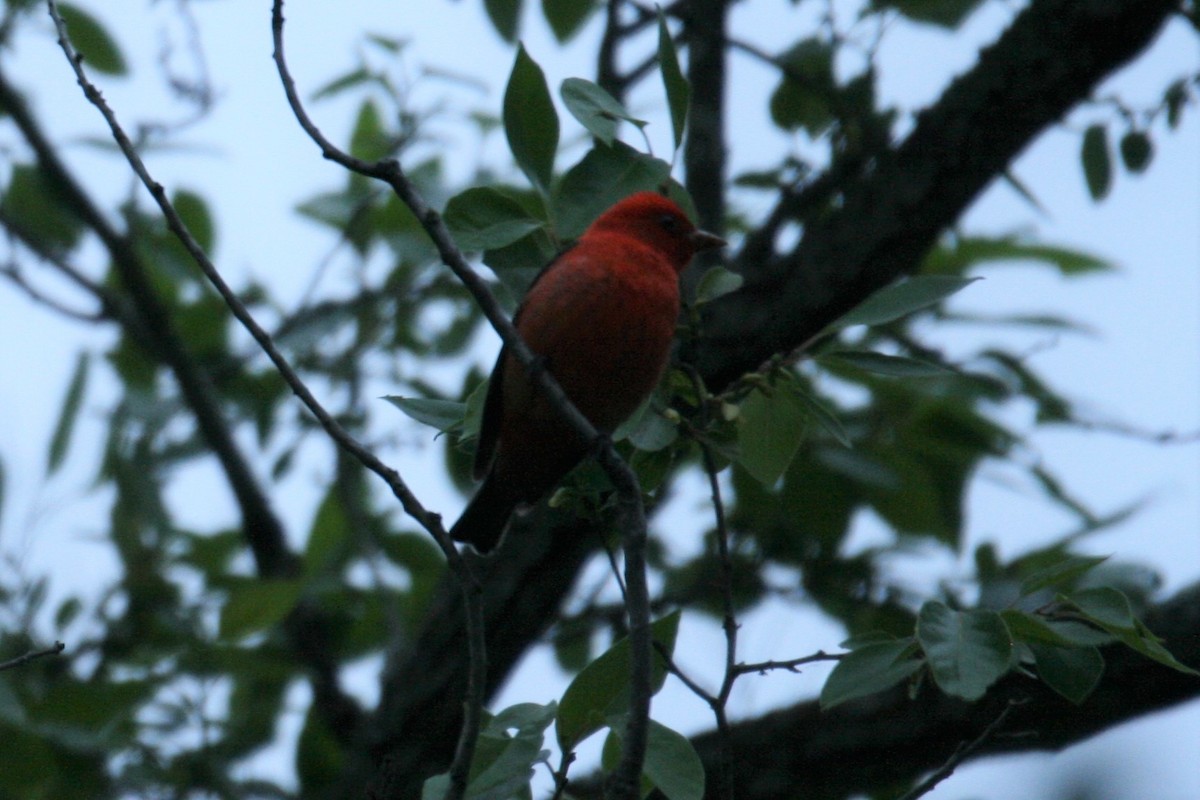 Scarlet Tanager - ML224959721