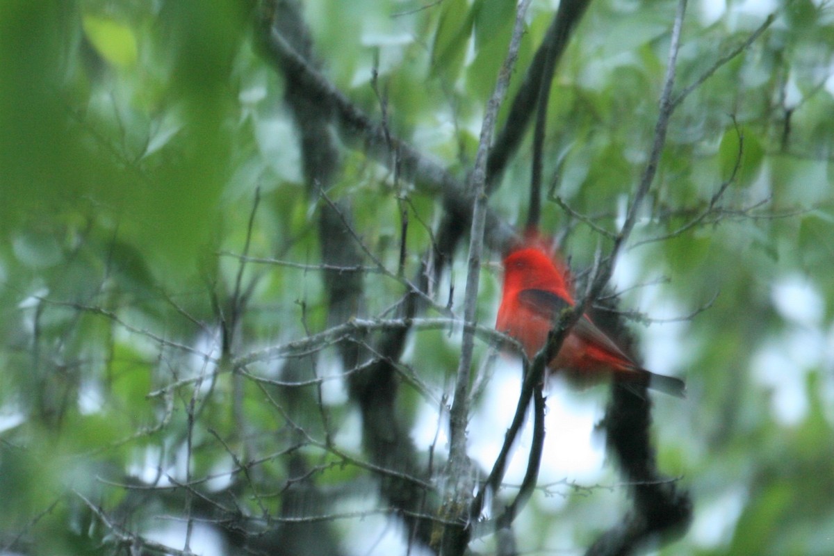 Scarlet Tanager - ML224959741