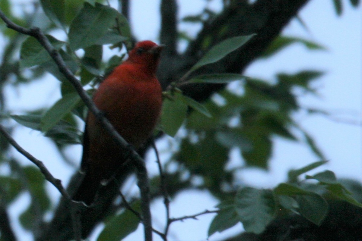 Scarlet Tanager - ML224959751