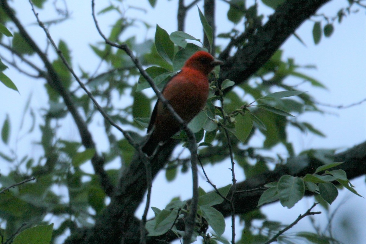 Scarlet Tanager - ML224959761