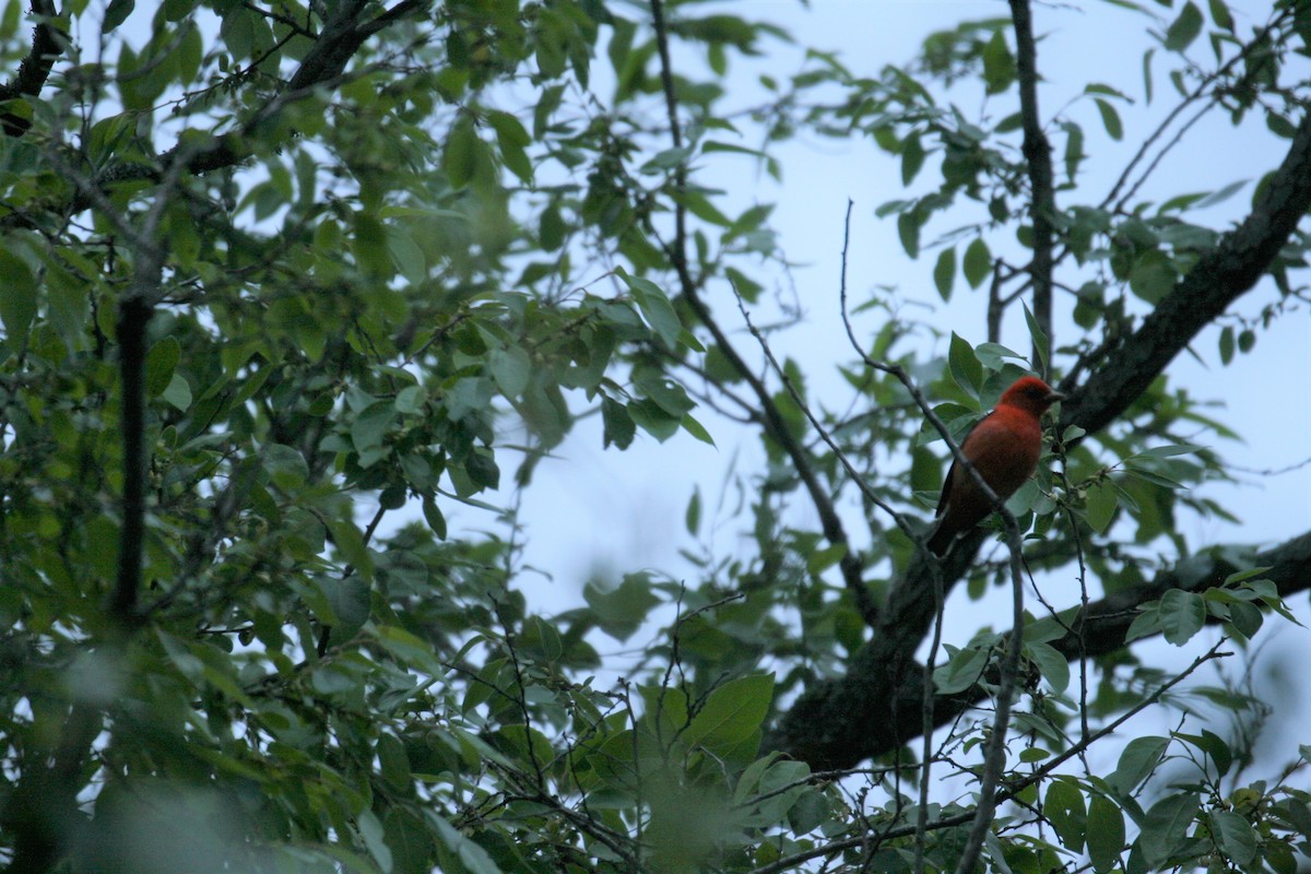 Scarlet Tanager - ML224959841