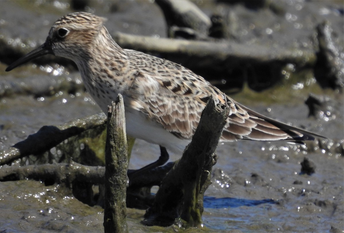 Baird's Sandpiper - Paul McKenzie