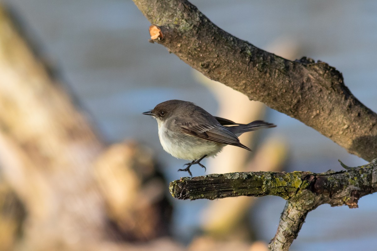 Eastern Phoebe - ML224962861