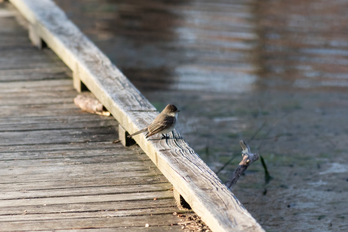Eastern Phoebe - ML224962911