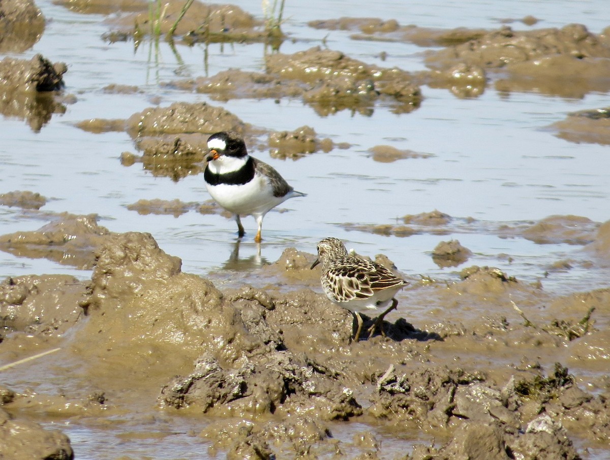 Semipalmated Plover - Deanne Hardy