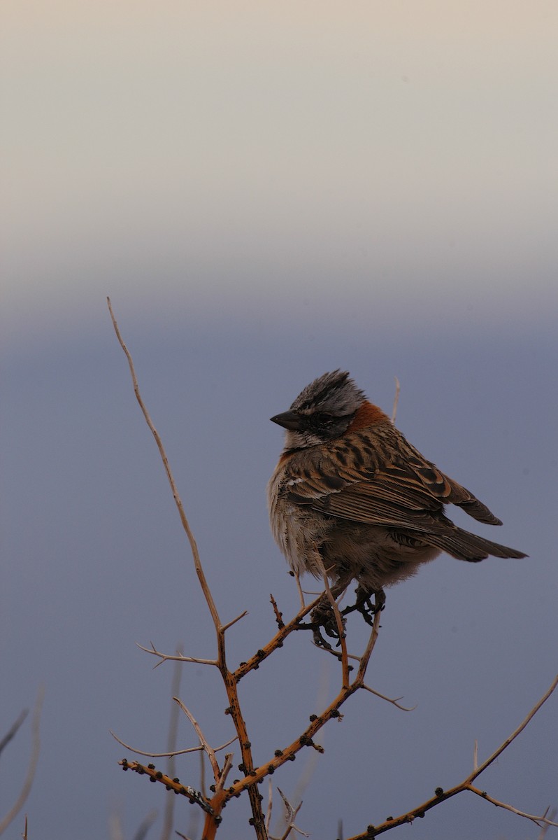 Rufous-collared Sparrow - Etienne Artigau🦩