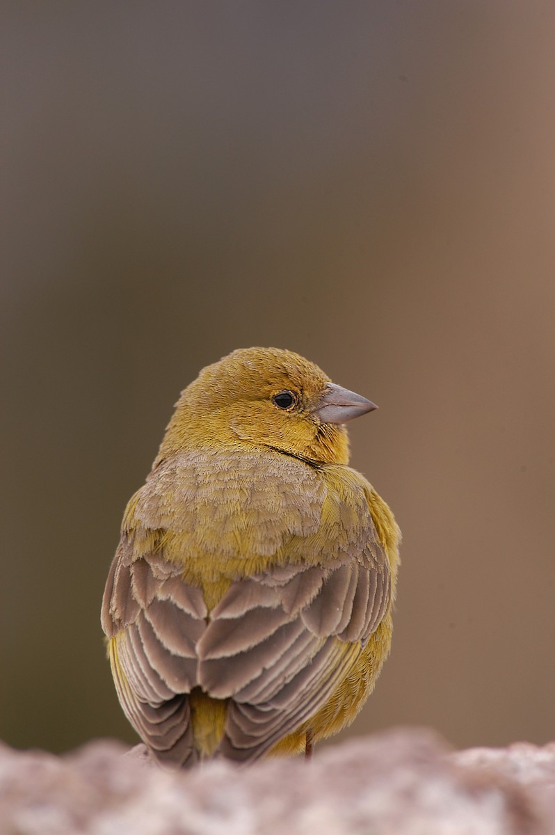 Greater Yellow-Finch - Etienne Artigau🦩