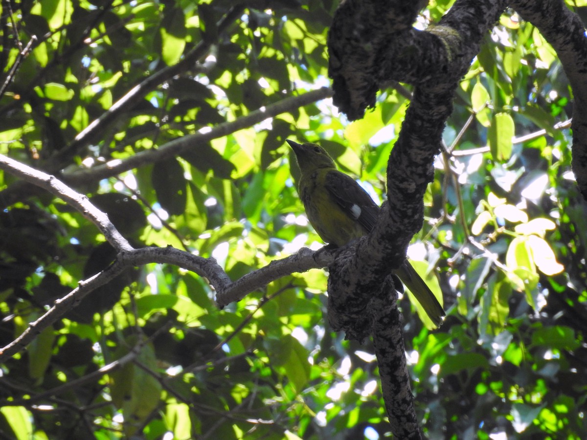 grønnhodepirol (speculifer) - ML22496481