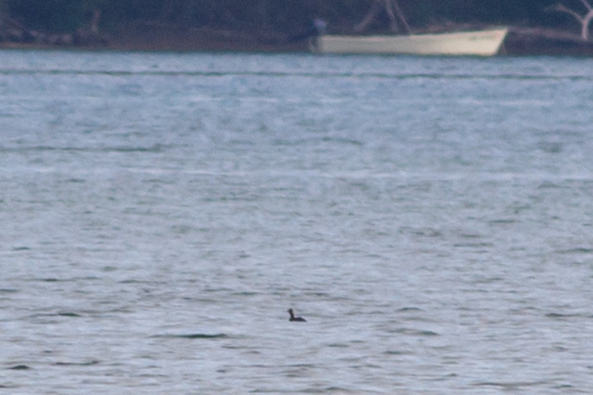 Eared Grebe - ML224965131