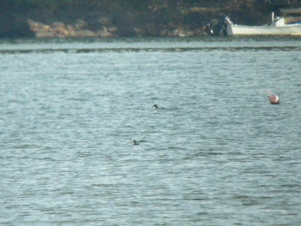 Eared Grebe - ML224965171