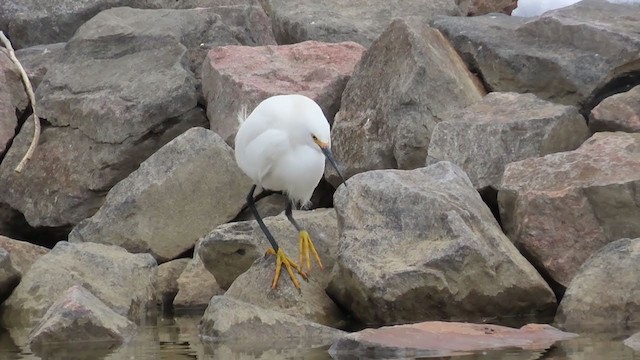 Snowy Egret - ML224965421