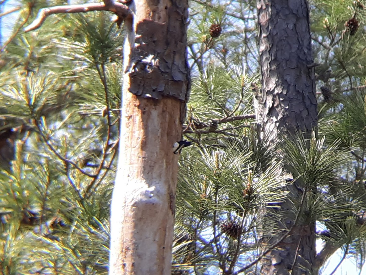 Red-headed Woodpecker - ML224965831