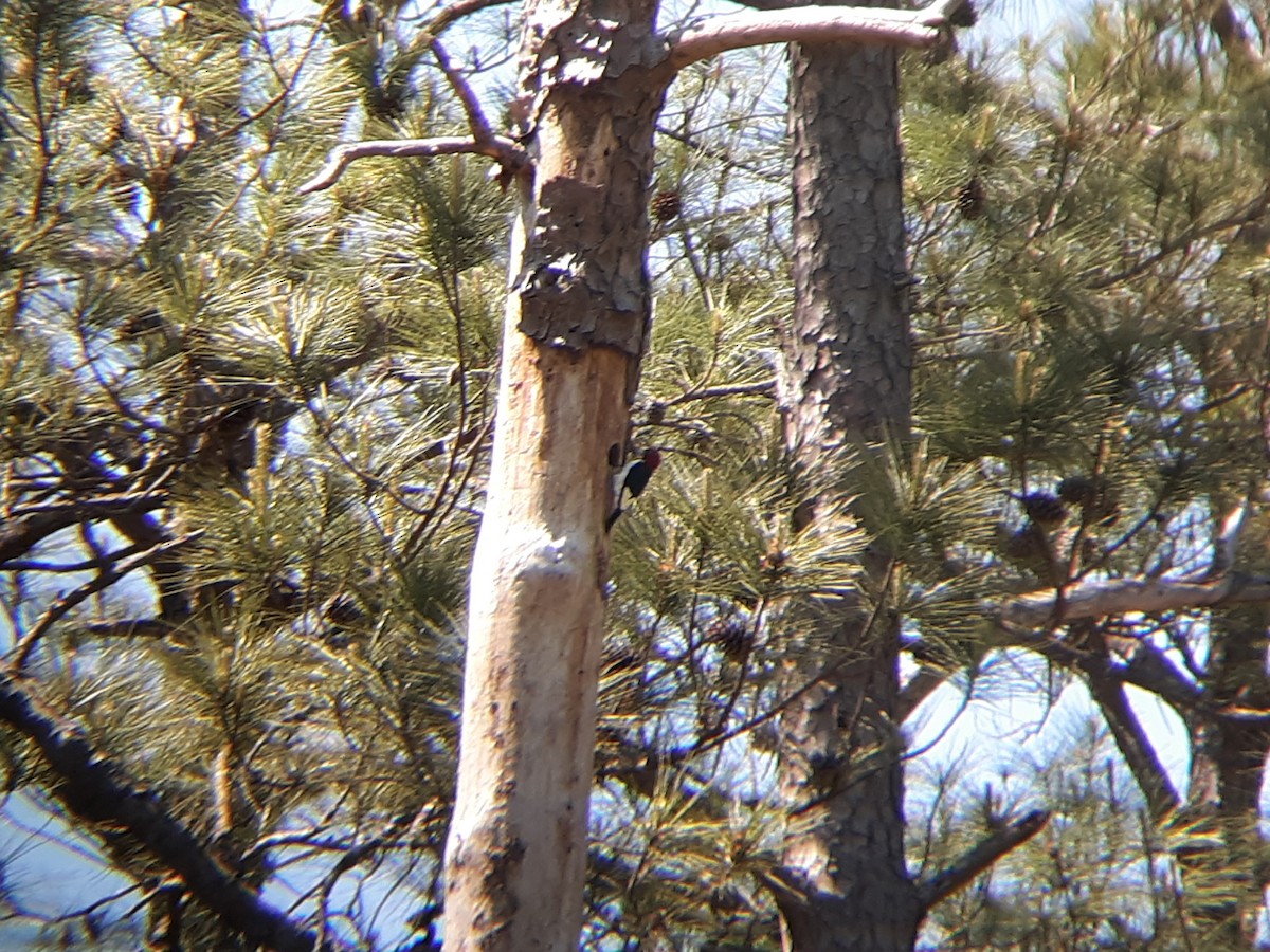 Red-headed Woodpecker - ML224966071