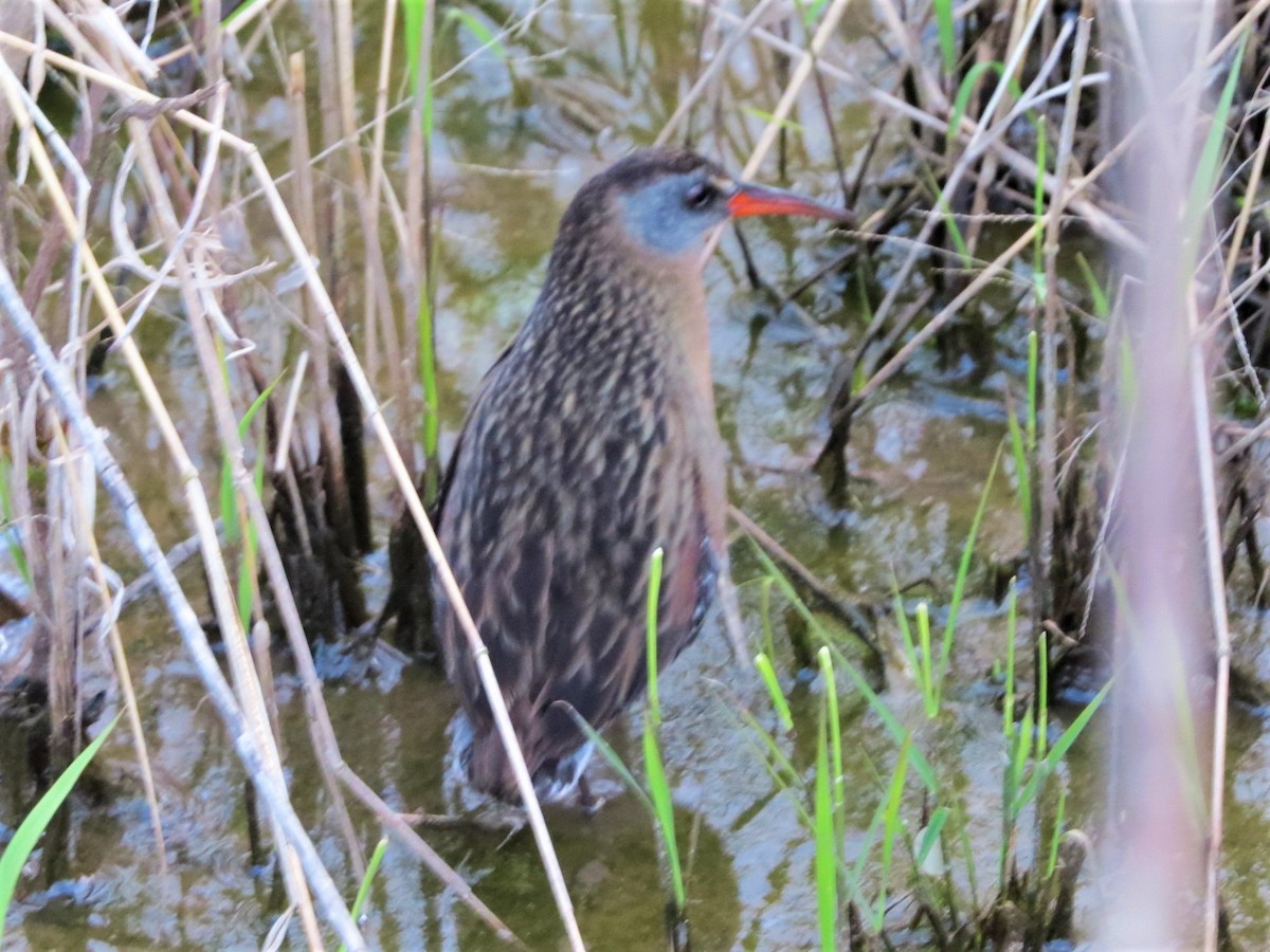 Virginia Rail - ML224966671