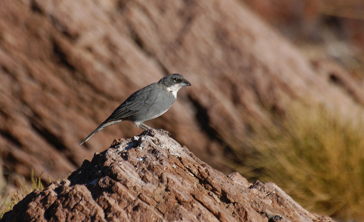 Diuca Finch - ML22496761