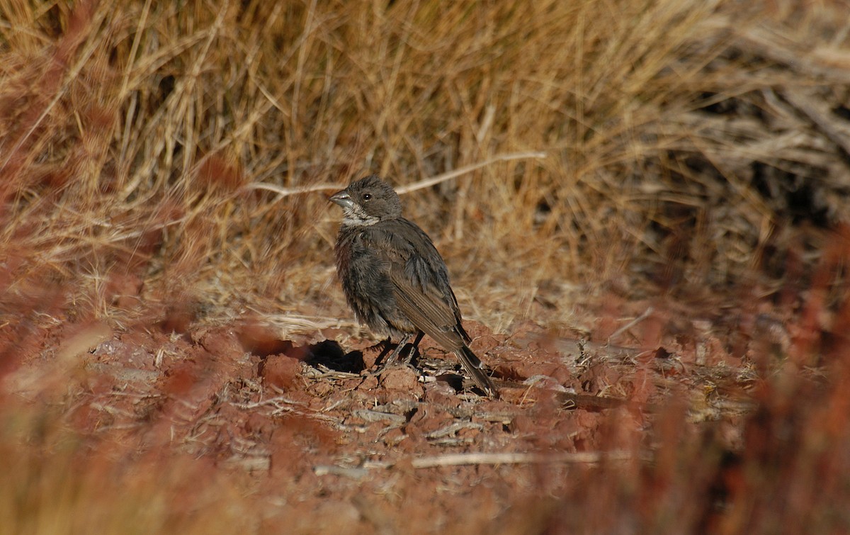 Diuca Finch - ML22496771