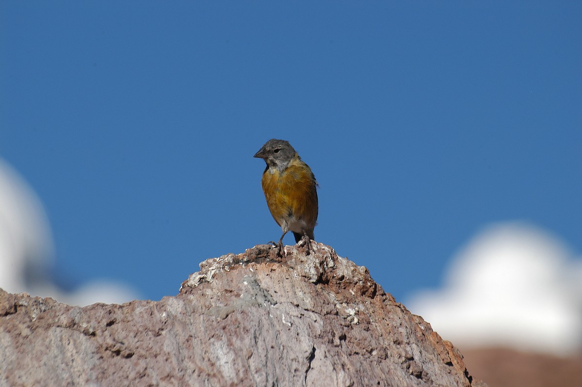 Gray-hooded Sierra Finch - Etienne Artigau🦩