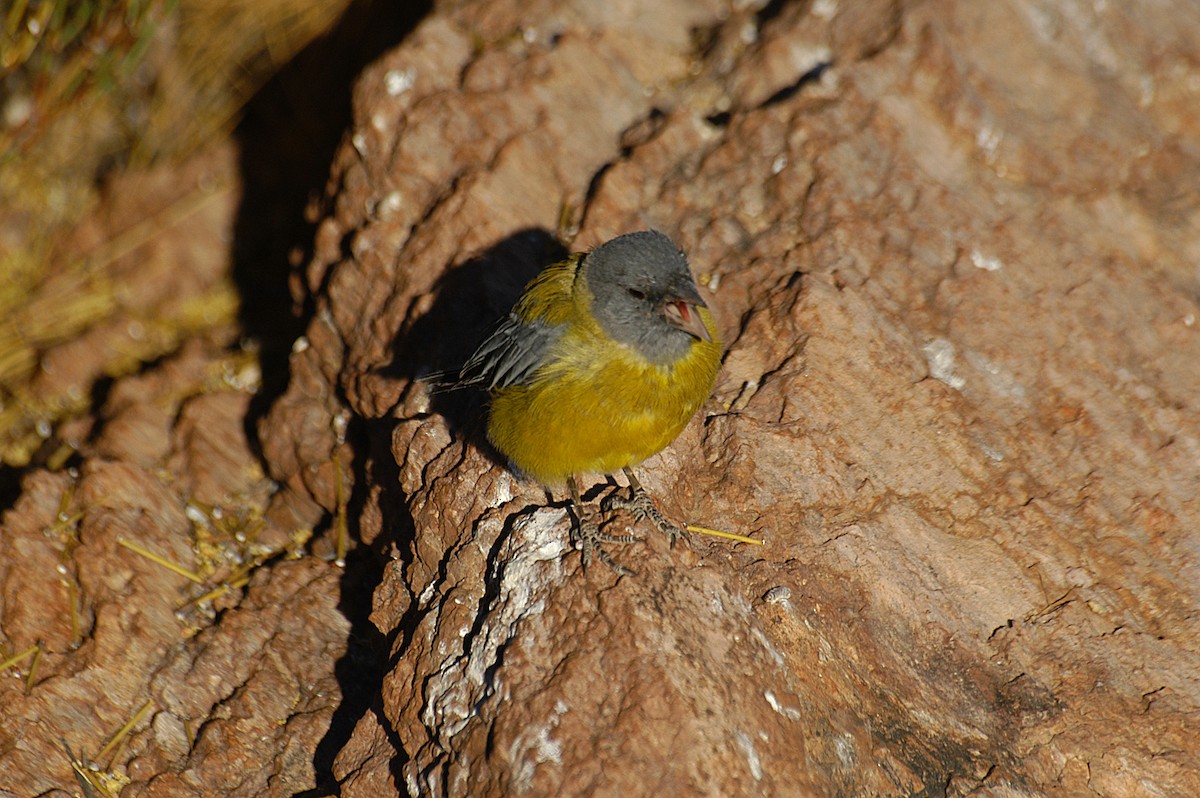 Gray-hooded Sierra Finch - Etienne Artigau🦩