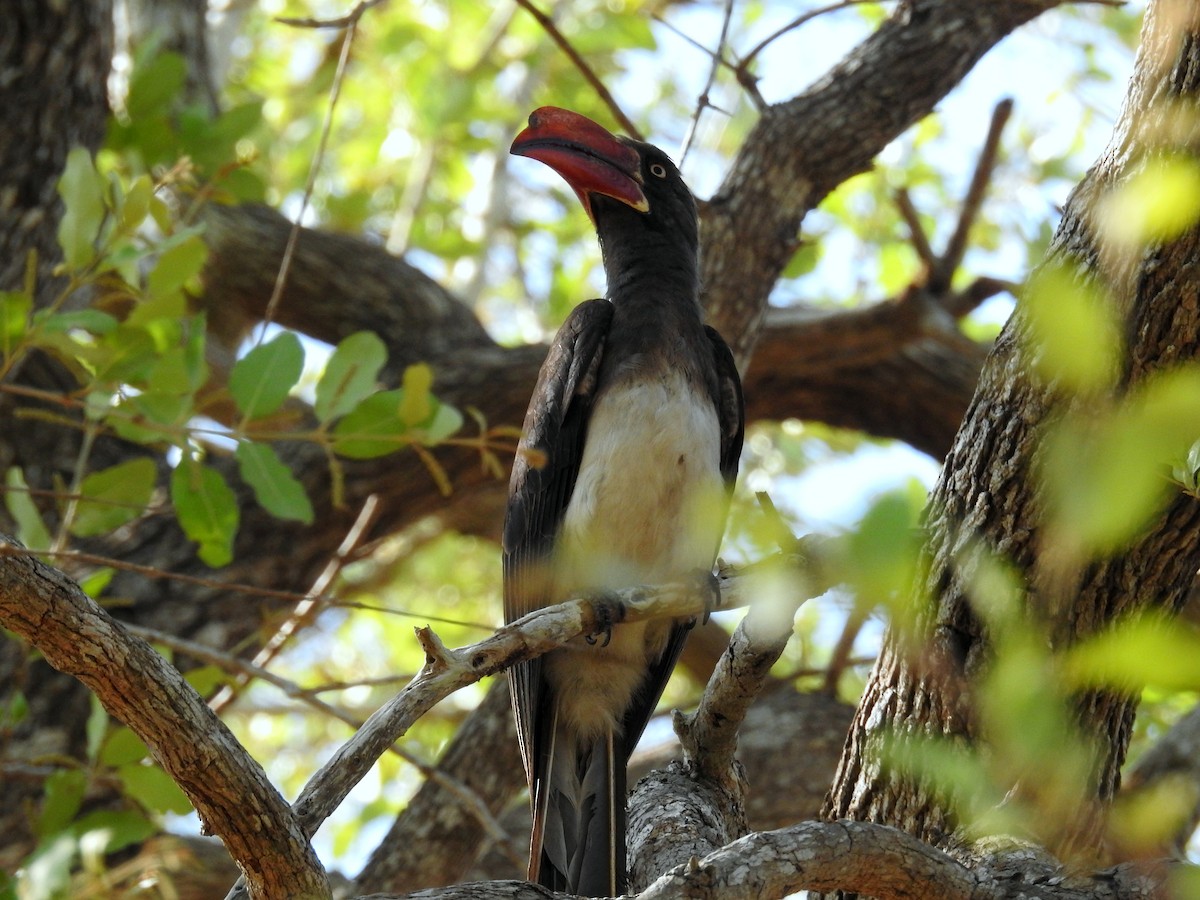 Crowned Hornbill - ML22496811