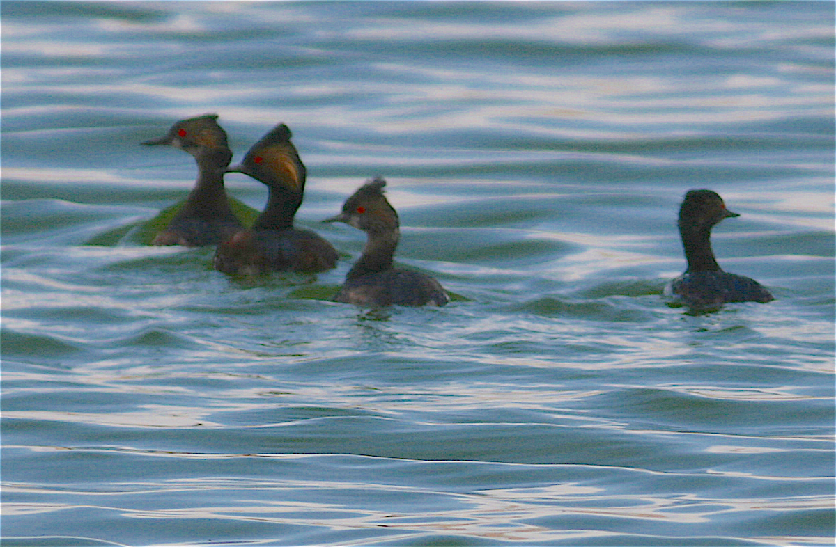 Eared Grebe - ML224968201