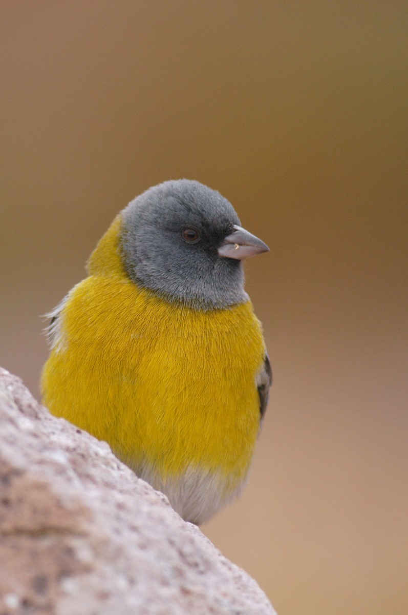 Gray-hooded Sierra Finch - ML22496901