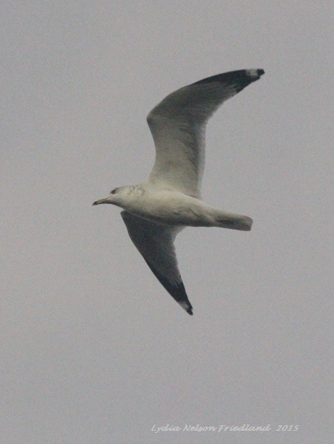 Ring-billed Gull - Lydia Friedland