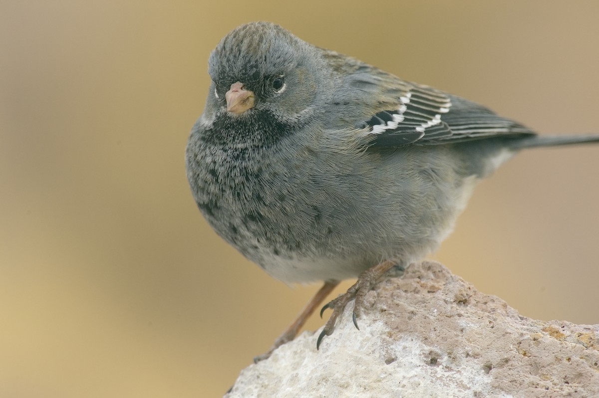 Mourning Sierra Finch - Etienne Artigau🦩