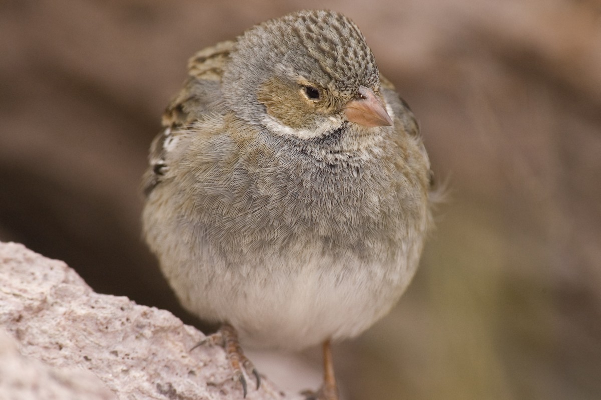 Mourning Sierra Finch - ML22496951