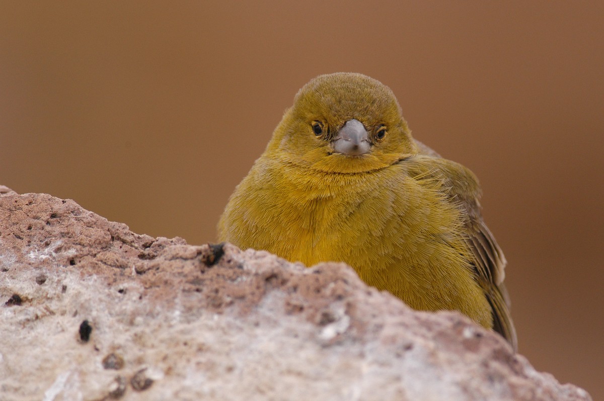 Greater Yellow-Finch - Etienne Artigau🦩