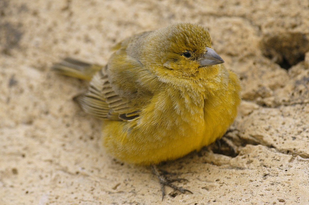 Greater Yellow-Finch - Etienne Artigau🦩