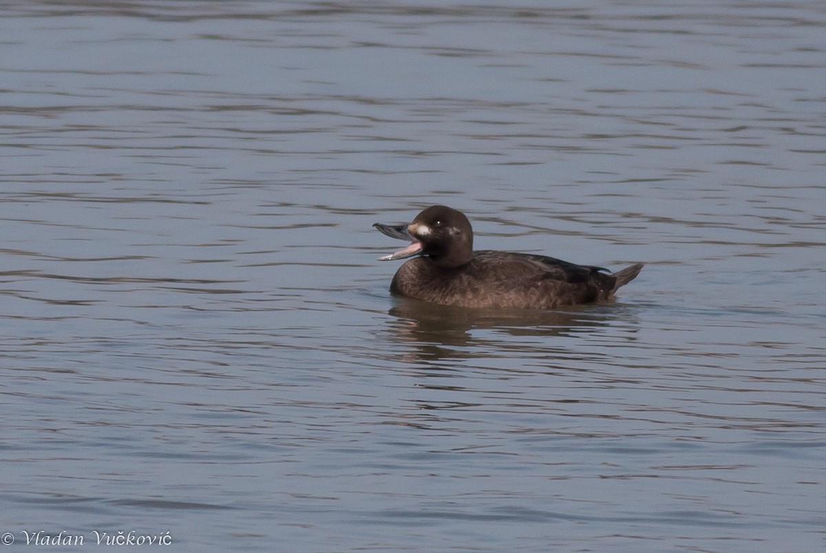 Velvet Scoter - ML22497041