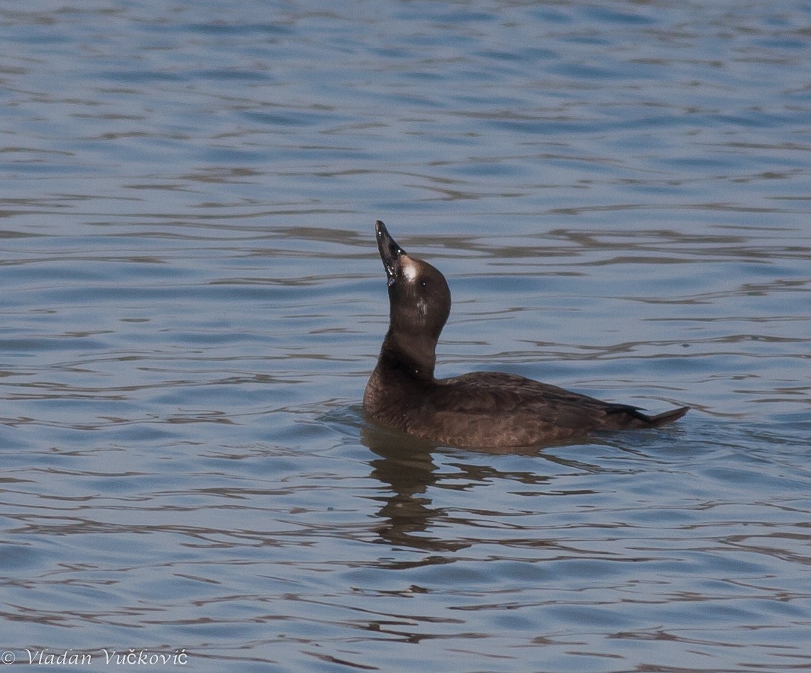 Velvet Scoter - ML22497051