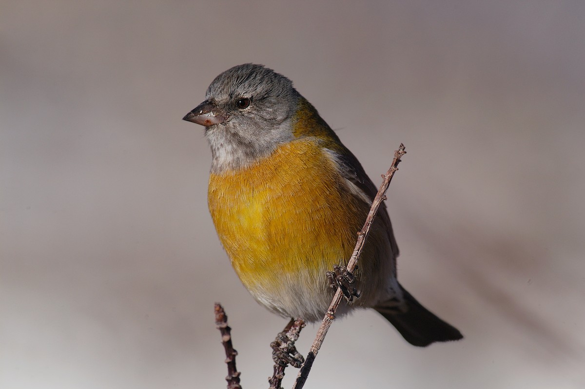 Gray-hooded Sierra Finch - Etienne Artigau🦩