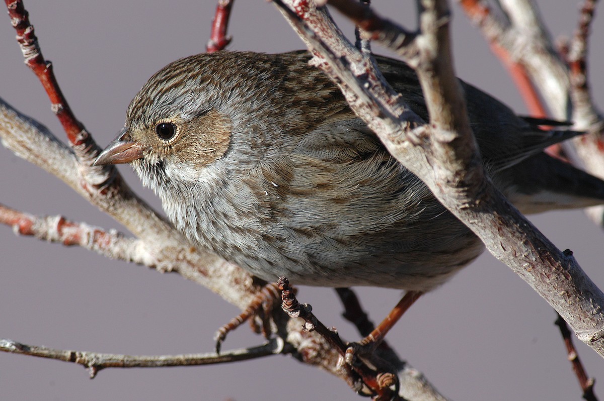 Mourning Sierra Finch - ML22497111