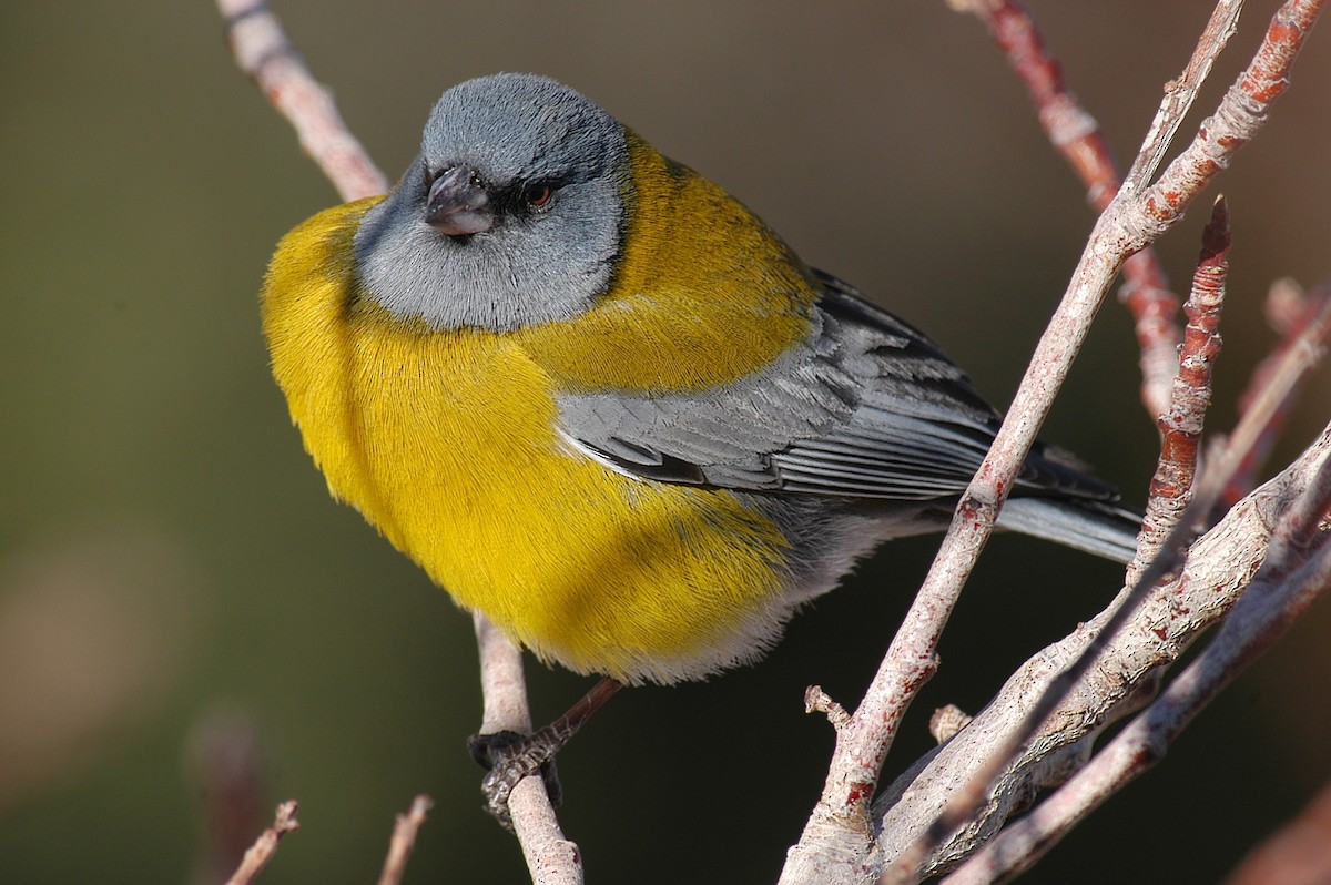 Gray-hooded Sierra Finch - Etienne Artigau🦩