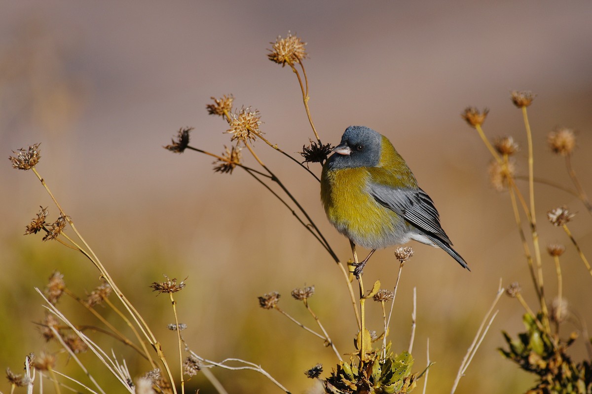 Gray-hooded Sierra Finch - Etienne Artigau🦩