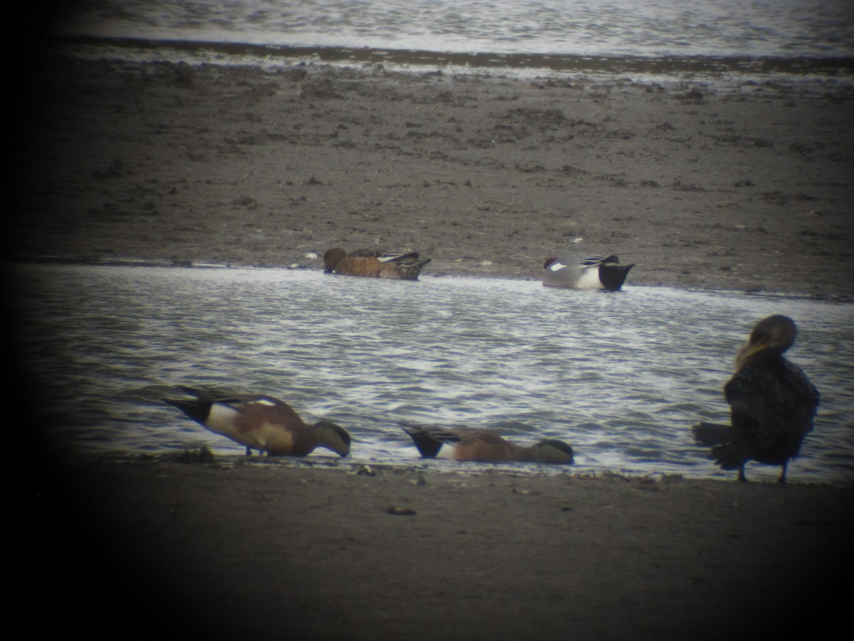 Eurasian Wigeon - ML22497201