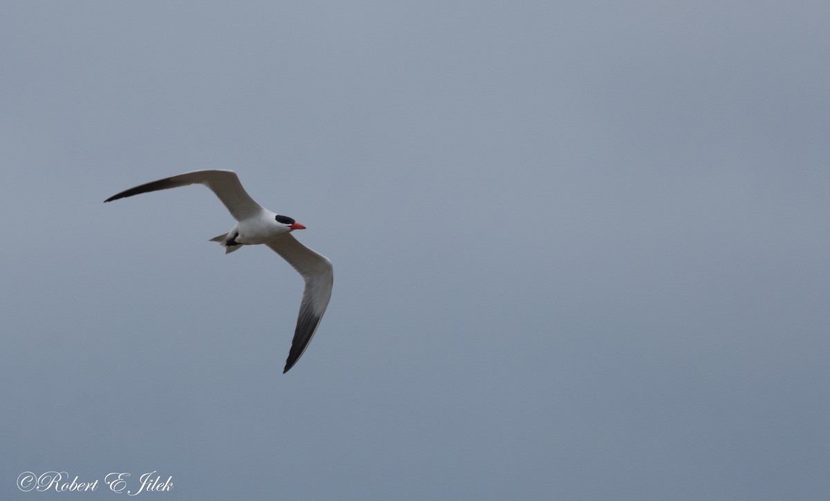 Caspian Tern - Robert Jilek