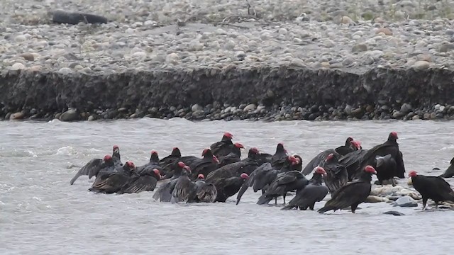 Turkey Vulture - ML224972321