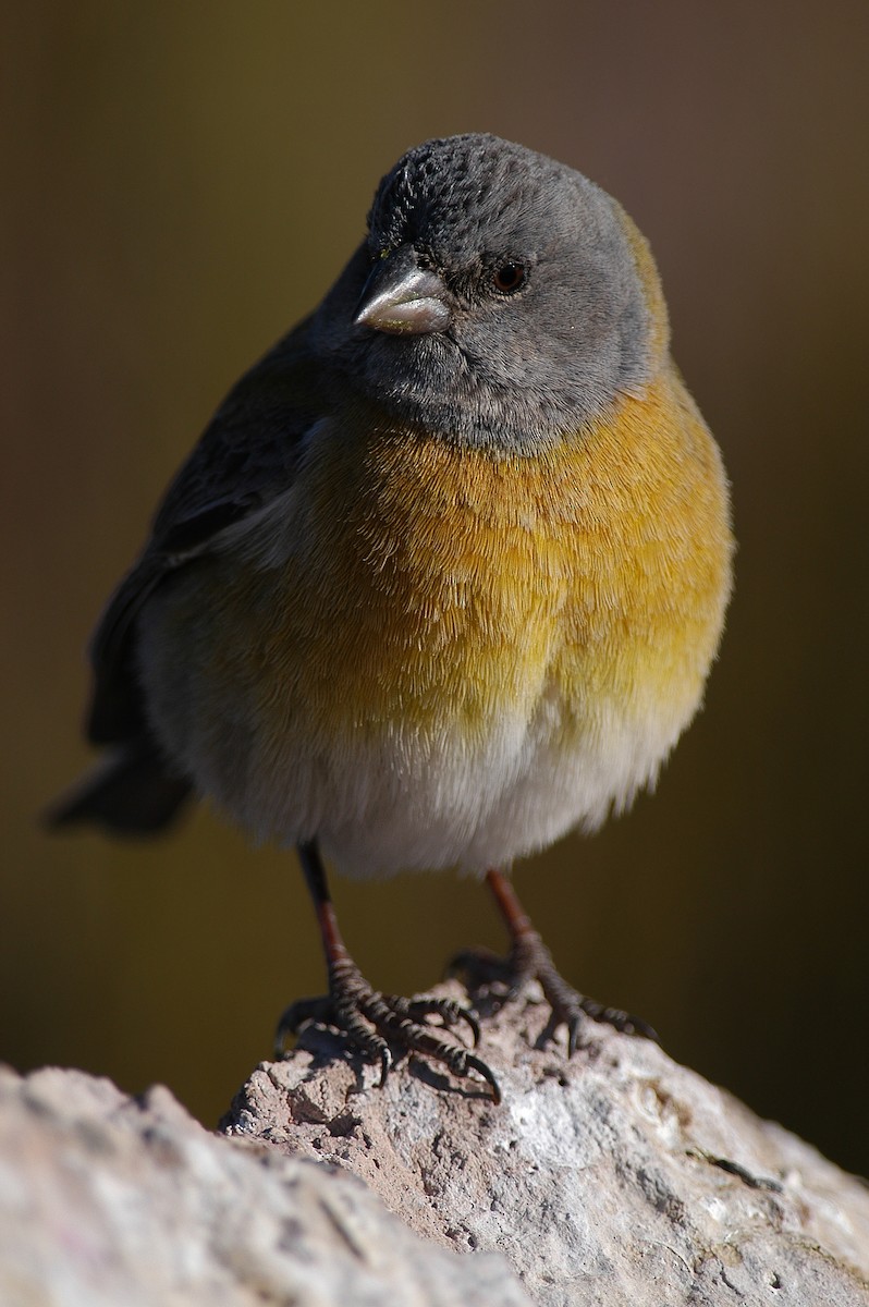 Gray-hooded Sierra Finch - ML22497251