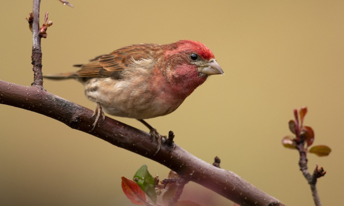 Purple Finch - ML224972571