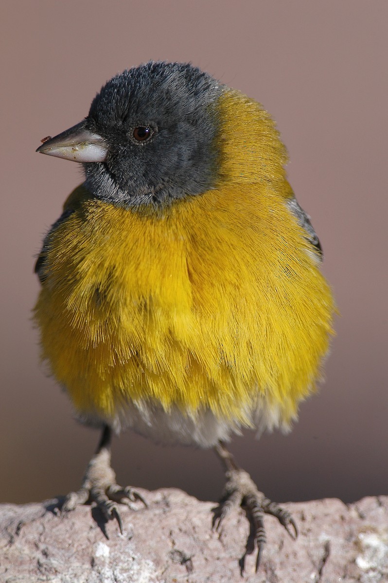 Gray-hooded Sierra Finch - Etienne Artigau🦩