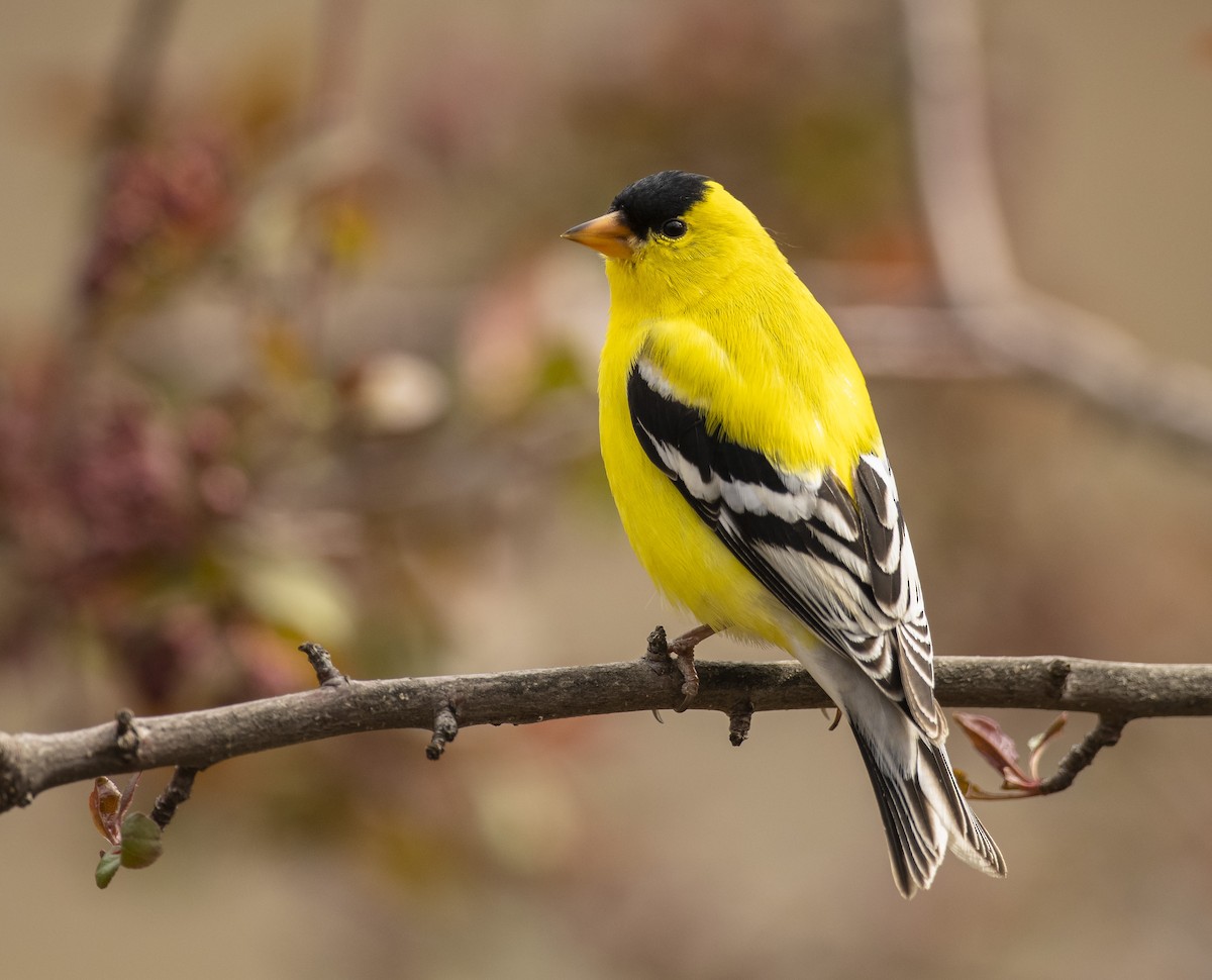 American Goldfinch - Ian Routley